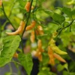 Aji Charapita Peach Long – Image 3