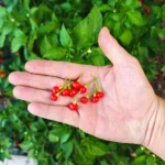 Aji Charapita Rouge