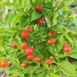 Aji Charapita Rouge – Image 3