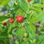 Aji Charapita Rouge – Image 2