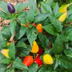 Burke Backyard – Image 2
