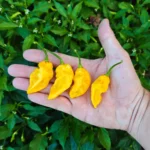Lemon Reaper