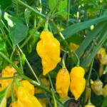 Lemon Reaper – Image 2