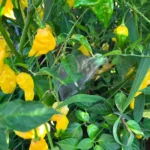 Lemon Reaper – Image 3