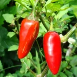 Nadapeno – Image 2