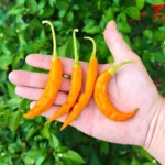 Sili-A-Top