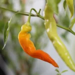 Sili-A-Top – Image 2
