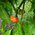 Sweet Bonnet – Image 2