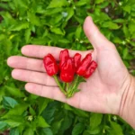 Turkish Flower Biber