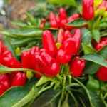 Turkish Flower Biber – Image 2