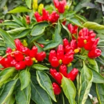 Turkish Flower Biber – Image 3