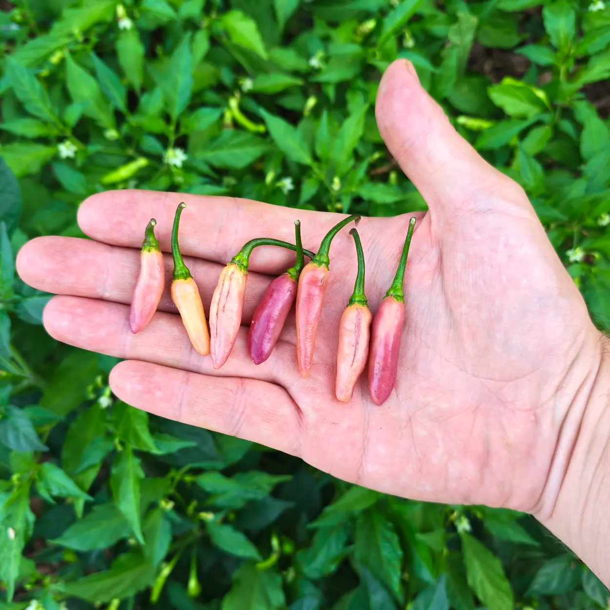 aji-charapita-x-fidalgo-roxa-1 Aji Charapita X Fidalgo Roxa – Image 1