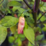 Aji Charapita X Fidalgo Roxa – Image 2