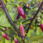 Aji Charapita X Fidalgo Roxa – Image 3