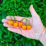 Charapon Amarillo