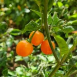 Charapon Amarillo – Image 2