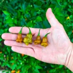 Habanero Pointed Mustard