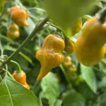 Habanero Pointed Mustard – Image 2