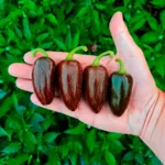 Jalapeno Azabache