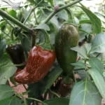 Jalapeno Azabache – Image 2