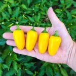 Jalapeno Neon Jaune