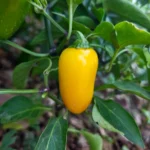 Jalapeno Neon Jaune – Image 2