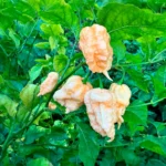 Peach Miasma – Image 2