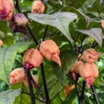 Reaper Sbagliato – Image 2