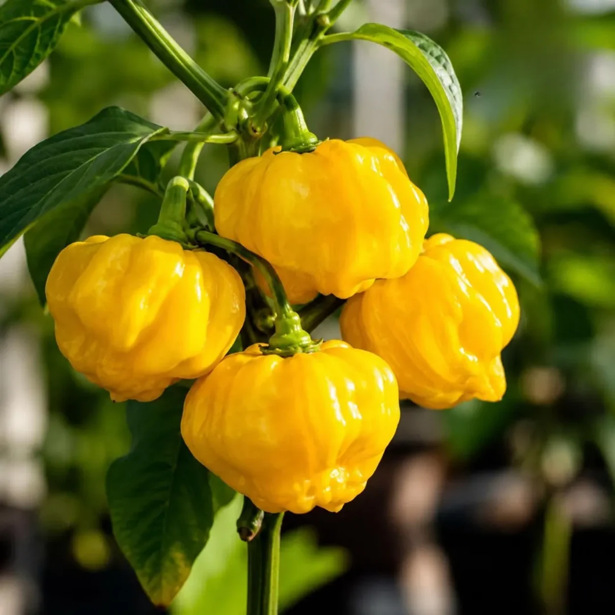 scotch-bonnet-jaune-1 Scotch Bonnet Jaune – Image 1
